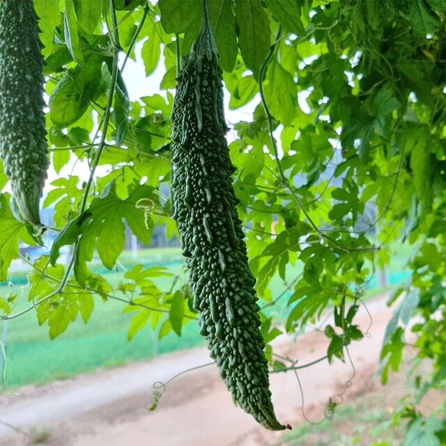 소담록, 유동에프앤비, 매일여주즙, 매일여주분말, 소담록 프리미엄 고춧가루, 햇 고춧가루, 여주즙, 여주차,소담록 여주즙,소담록 고춧가루, 고춧가루 선물세트, 매운고춧가루,고운고춧가루,국산고춧가루,고춧가루,유동에프앤비 고춧가루, 유동에프앤비 여주즙,여주,여주차,건강즙,여주진액